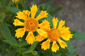 Kentucky gardens display a wide range of flower species that are easy to plant and maintain. Months Of Cut Flowers Kentucky Living