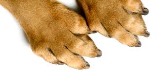 The number of unwanted and abused animals in ashe county is staggering. Humane Society Of Union County When You Give They Live