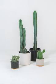 At home, monstrous forms propagate only to cuttings (vegetatively). Photo 1 Of 7 In 7 Key Tips For Owning Cacti According To A Cactus Small Cactus Cactus House Plants Cactus Flower