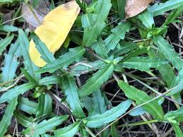 Image result for Enydra fluctuans