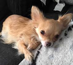 Fawn Colored Chihuahua Chihuahua Long Haired Chihuahua Chihuahua Love Chihuahua