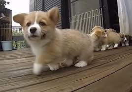 Corgi fans, your day is about to get a little better. Cute Of The Day Slow Motion Corgi Puppies The World Of Nardio