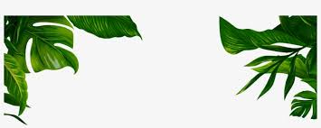Jungle Transparent Leaves Banana Leaf Illustration Png Free Transparent Png Download Pngkey Green leaf plants, houseplant lucky bamboo jungle, tropical leaves, arecales, tropical rainforest. jungle transparent leaves banana leaf