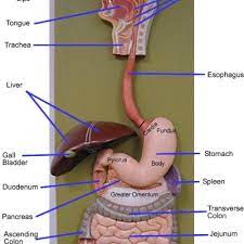 Digestive System Models Labeled 54b8b929d03a0 500x500 Png 500 500 Human Digestive System Medical Anatomy Human Anatomy And Physiology