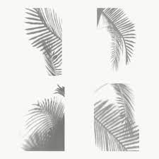 Collection Of Palm Leaves Shadow Design Element Free Image By Rawpixel Com Planos De Fundo