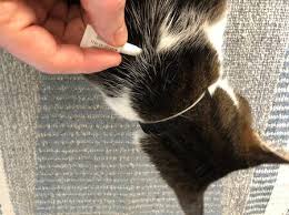 Additionally, vacuuming and sanitation practices should be ongoing throughout this period to pick up all remaining eggs and juvenile fleas. How Long Does Flea Medicine Take To Dry On Cats Catwalls