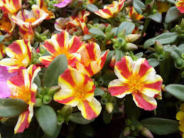 The scindapsus treubii cutting, though, is much tougher to. Moss Rose Plant Care Growing Guide