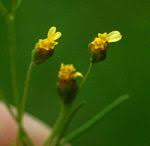 Image result for Schkuhria pinnata