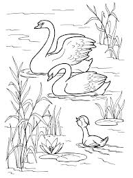 Print all of our coloring pages for free. Swans Coloring Pages Coloring Home
