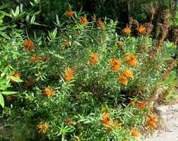 Image result for Leonotis myrothamnifolia