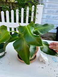 Image result for Monadenium rugosum
