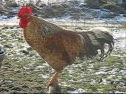 (un chiot) une chienne aboyer. Le Chant Du Coq Youtube
