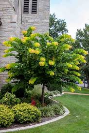 Pin By Christine Mcdearmid On Garden Small Ornamental Trees Redbud Tree Landscaping Trees