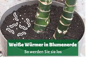 Eklige Wurmer In Der Blumenerde 4 Hausmittel Um Sie Loszuwerden Gartenlexikon De