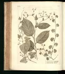 Image result for Merremia emarginata