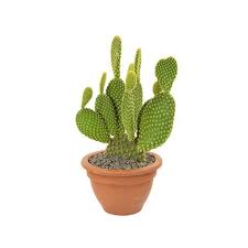 Its striking looks make this cactus a popular interior accessory. Buy Opuntia Microdasys Bunny Ear Cactus Plant Online At Best Price Od