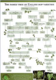 Family Tree Of English Hop Varieties Home Brewing Beer