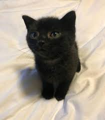 Mignonettetakespictures On Instagram Friday Seems So Distant Via Youngestcatlady Cute Baby Cats Cute Baby Animals Baby Cats