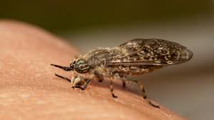 Découvrez toutes les meilleurs astuces et trucs maison : Piqure De Taon Comment Reagir Femme Actuelle Le Mag