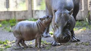 Vi är övertygade om att ni får en rolig dag hos oss, ett gemensamt äventyr med djur från hela världen, spänning och fart, bad, fantomenland och artister på scenen. Sweden Pygmy Hippopotamus Born In Parken Zoo Bbc News