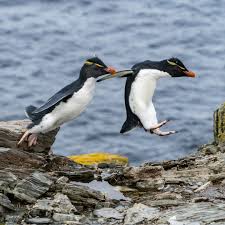 Birds That Look Like Penguins National Geographic On Instagram Photo By Stephen Alvarez Salvarezphoto At The Isla De Los Estados Preserve In Argentin Penguins National Geographic Photo