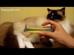 Below i'll review the best cat brushes you should consider when grooming your cat. Learn About Brushing Routines Home Grooming Tools Natural Mat Loosening Treatments And More Matted Cat Fur Cat Grooming Cat Fur