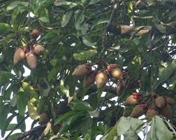 Image result for Pentadesma