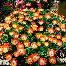 Mittagsblume Perfect Orange Im Ca 9 Cm Topf Online Kaufen Bei Gartner Potschke Mittagsblume Pflanzen Schmetterlingspflanzen