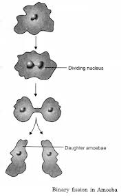 Reproduction In Animals Class 8 Notes Science Chapter 9 Learn Cbse Reproductioninanimals Class8sciencenotes Class8scienceno Science Notes Class 8 Science