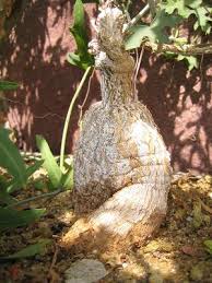 Image result for Coccinia rehmannii