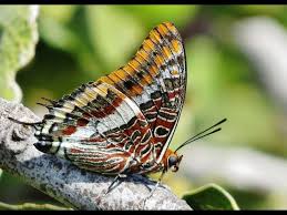 Image result for Pleurostylia africana