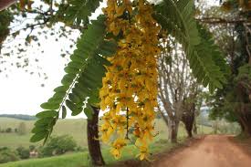 Image result for Cassia ferruginea
