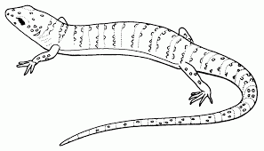 Free Printable Lizard Coloring Pages For Kids Dragon Coloring Page Animal Coloring Pages Super Coloring Pages