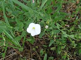 Image result for Convolvulus ocellatus