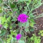 Image result for Commicarpus pedunculosus