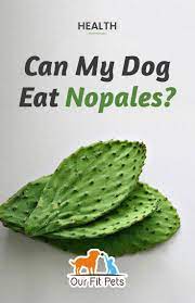Make sure you wash peaches before your dog (or you) eat them. Can My Dog Eat Nopales Our Fit Pets Dog Eating Can Dogs Eat Eat
