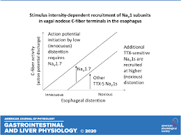 We did not find results for: Stimulus Intensity Dependent Recruitment Of Nav1 Subunits In Action Potential Initiation In Nerve Terminals Of Vagal C Fibers Innervating The Esophagus American Journal Of Physiology Gastrointestinal And Liver Physiology