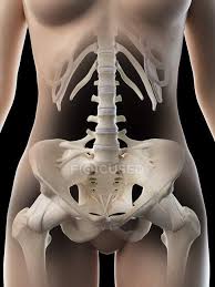 Female backs seem to have much more subtle muscle definition and smaller scapulae. Abstract Female Pelvic Bones Computer Illustration Iliac Healthy Stock Photo 312139460