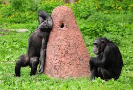 Spectacular Rainforest Animal Adaptations You Simply Gotta See Animal Sake