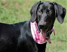 Discover is perfect for you in our complete guide to lab & hound mixes. Pet Of The Week Clarabelle The Lab Hound Mix Dog Photos Wlwi Fm