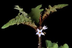 Image result for Solanum chrysotrichum