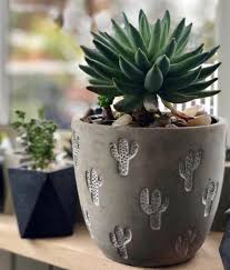 Succulents Succulents 2020 Goruntuler Ile Etli Yaprakli Bitkiler Sukulent Ekimi Bitki