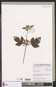 Image result for Landolphia letestui