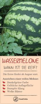 Wassermelonen Ernten Und Lagern Experten Tipps Wassermelone Ernte Und Erntezeit