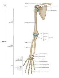 Check spelling or type a new query. 17 Best Radius And Ulna Ideas Anatomy Bones Anatomy And Physiology Human Anatomy And Physiology
