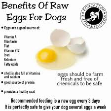 19 Healthiest Foods You Need To Give To Your Dog What To Avoid Healthy Dog Food Recipes Raw Dog Food Recipes Eggs For Dogs