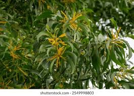 Image result for Fabaceae subfamily Mimosoideae