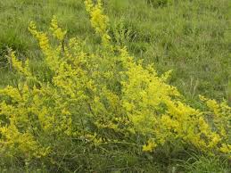 Image result for Galium verum