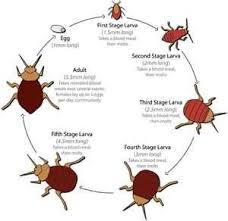 Diatomaceous Earth And Bed Bugs In 2020 Bed Bugs Bedbugs Removal Termite Control