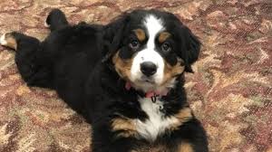 Check spelling or type a new query. Funeral Home Adopts Bernese Mountain Dog Named Mochi To Comfort Grieving Families